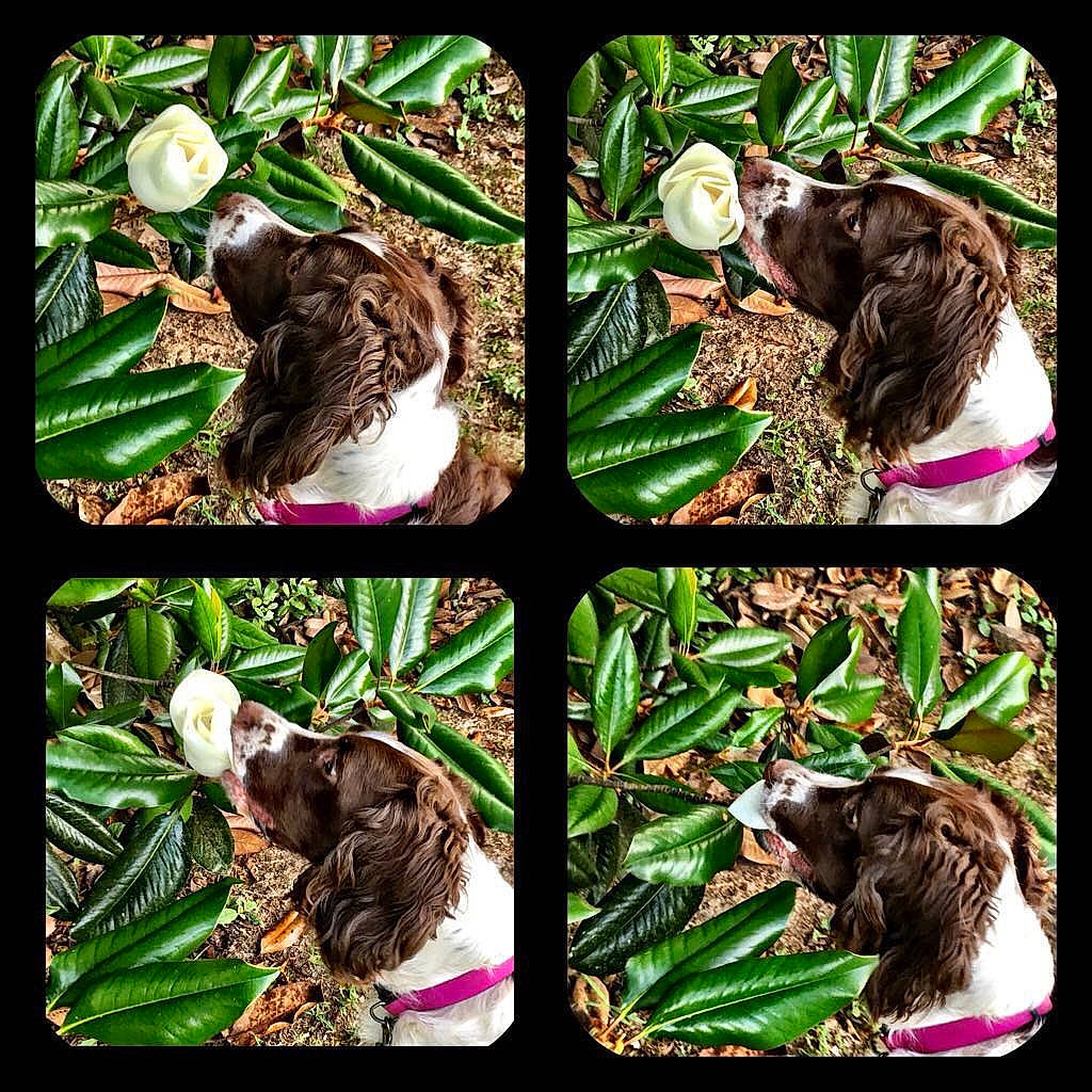 Sadie is registered to the contest to win money with this photo: art, canidae, carnivore, collage, companion_dog, dog, dog_breed, fur, grass, green, groundcover, jungle, liver, organism, pattern, sporting_group, terrestrial_animal, terrestrial_plant, wildlife, working_animal