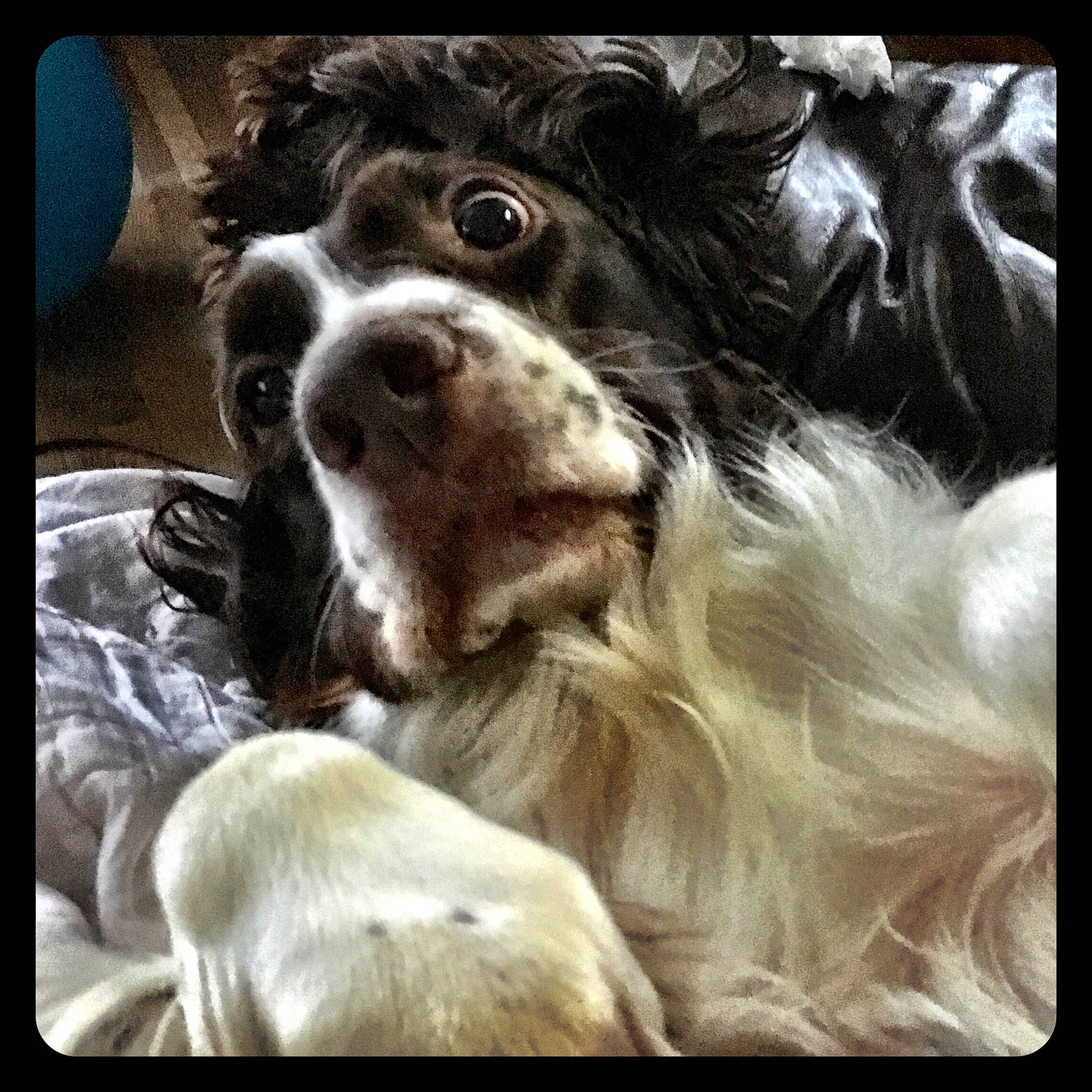 Sadie joined the competition — help win amazing prizes! art, canidae, carnivore, cocker_spaniel, companion_dog, dog, dog_breed, fang, fur, liver, metal, photo_caption, puppy_love, snout, spaniel, sporting_group, square, stock_photography, whiskers, working_animal