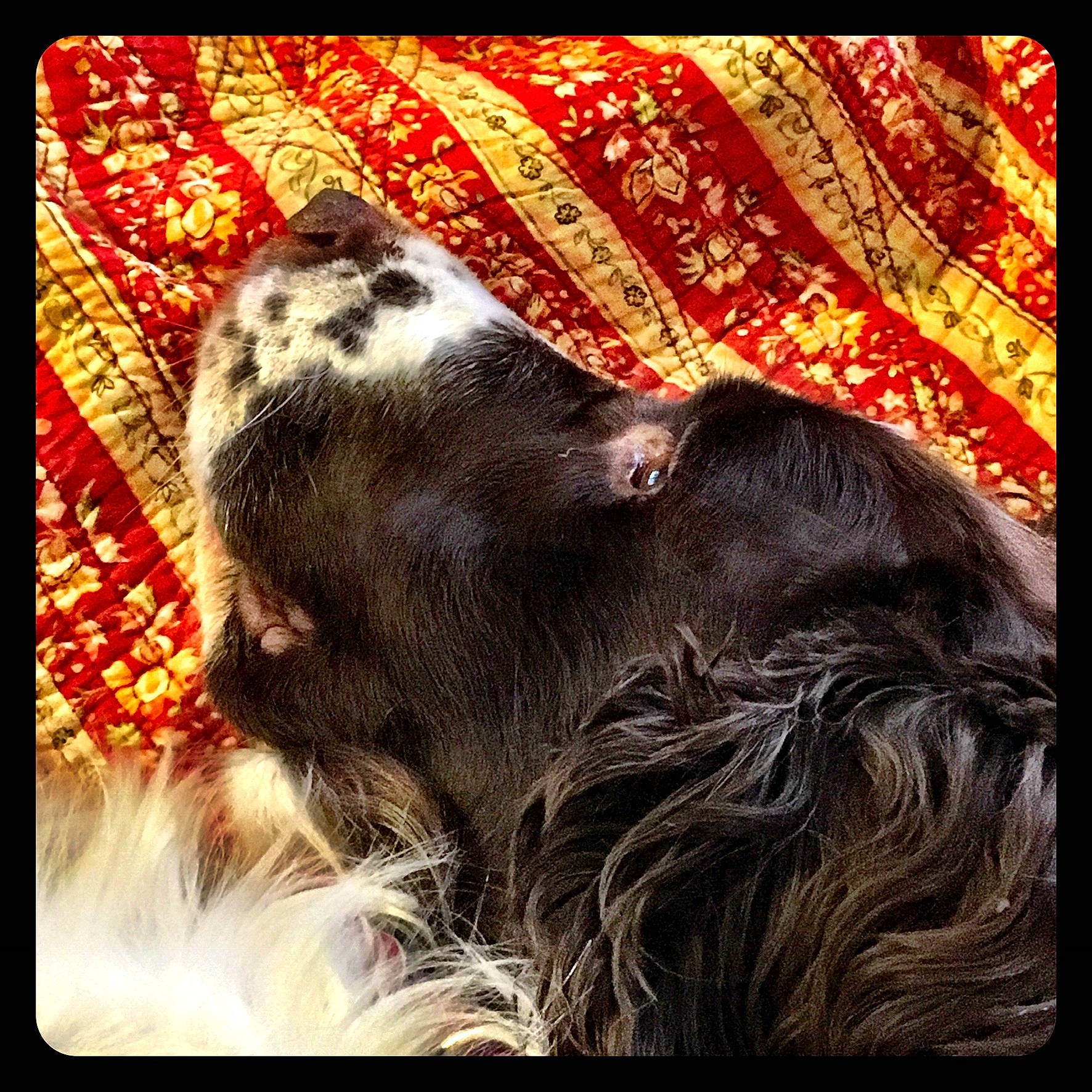Sadie is registered to the contest to win money with this photo: carnivore, cocker_spaniel, companion_dog, dog, dog_breed, fur, liver, painting, pattern, paw, rectangle, retriever, snout, spaniel, sporting_group, square, tints_and_shades, visual_arts, whiskers, working_animal