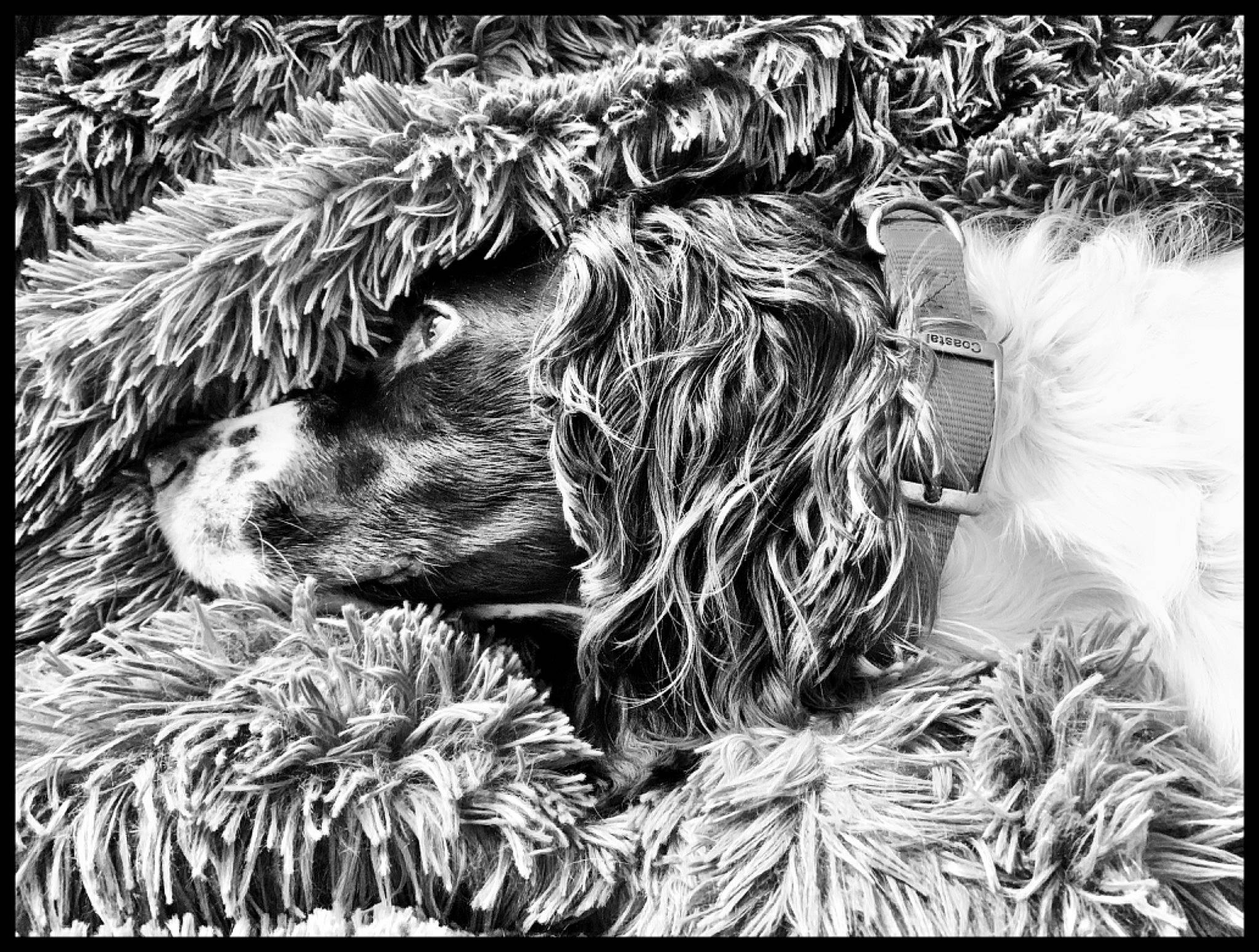 Sadie joined the competition — help win amazing prizes! art, canidae, carnivore, dog, dog_breed, drawing, fur, grass, illustration, monochrome, monochrome_photography, natural_material, organism, painting, pattern, rectangle, sporting_group, still_life_photography, terrier, water_dog