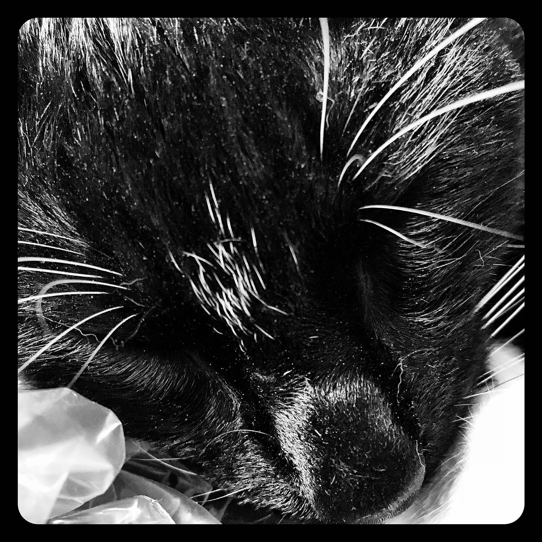 Burt is registered to the contest to win money with this photo: black_cat, carnivore, cat, eye, eyelash, felidae, fur, head, human_body, iris, monochrome, monochrome_photography, organism, rectangle, small_to_medium_sized_cats, snout, sporting_group, tail, whiskers, window