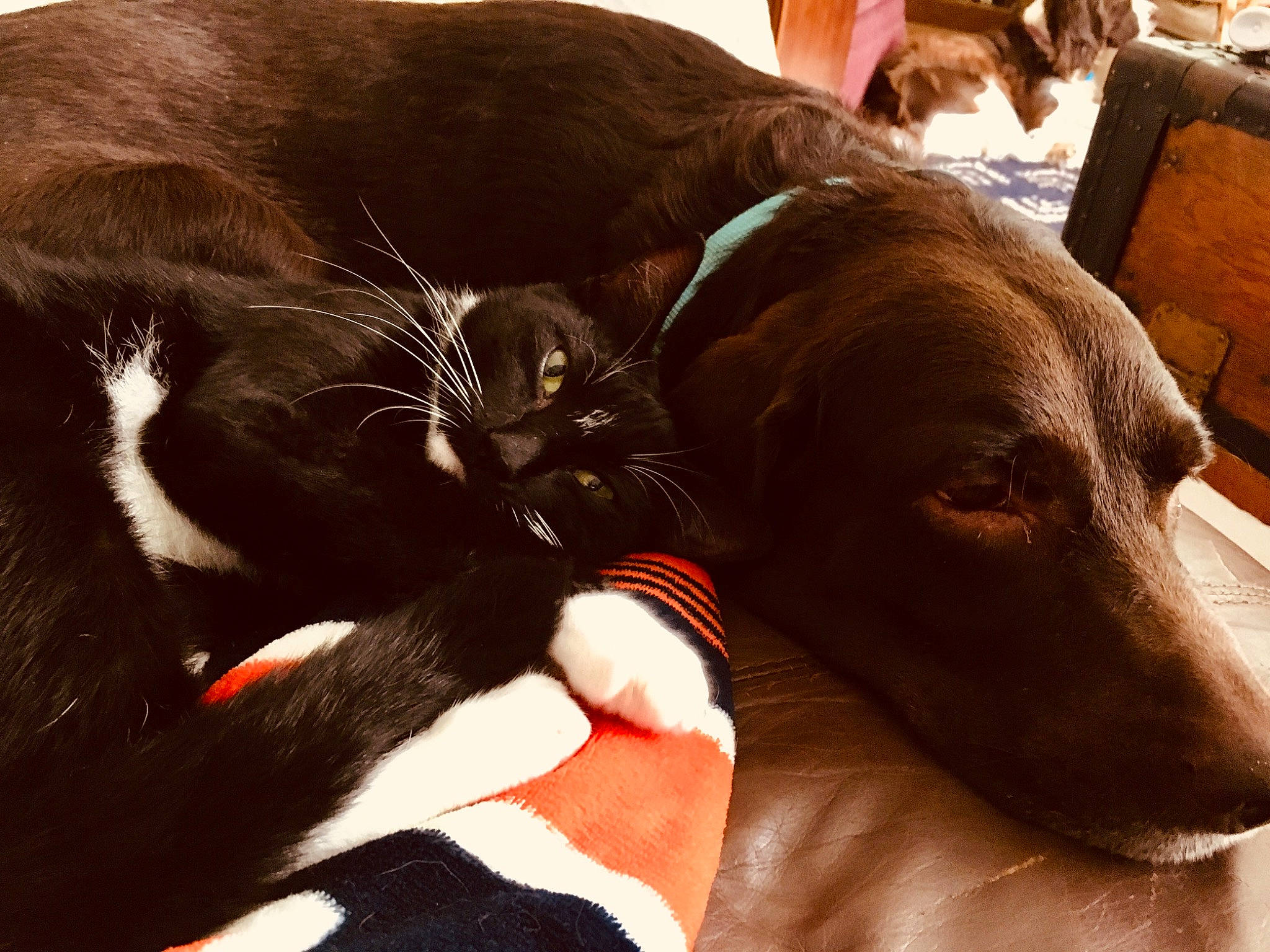 Burt joined the competition — help win amazing prizes! carnivore, cat, collar, comfort, companion_dog, dog, dog_breed, dog_collar, domestic_short_haired_cat, felidae, fur, liver, paw, pet_supply, small_to_medium_sized_cats, snout, sporting_group, tail, whiskers, working_animal