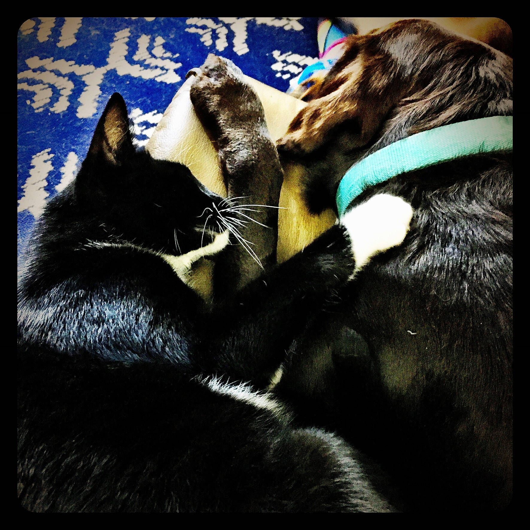 Burt joined the competition — help win amazing prizes! black_cat, bombay, carnivore, cat, comfort, darkness, domestic_short_haired_cat, electric_blue, felidae, foot, fur, gesture, human_leg, paw, rectangle, small_to_medium_sized_cats, snout, tail, tints_and_shades, whiskers