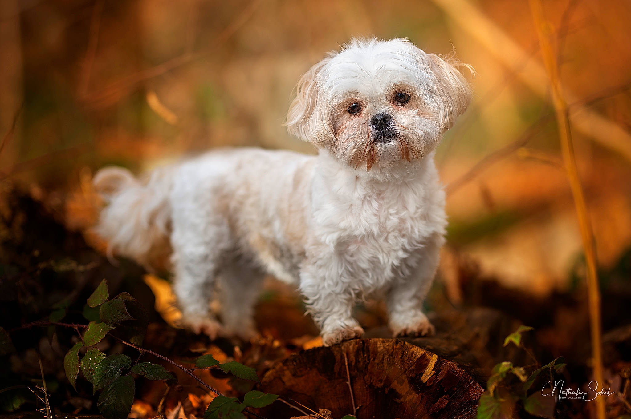 Leïa a rejoint le concours — aidez-le/la à gagner de superbes lots ! canidae, carnivore, companion_dog, dog, dog_breed, fawn, grass, leaf, liver, maltepoo, plant, shih_tzu, small_terrier, snout, soil, sporting_group, terrier, toy_dog, whiskers, working_animal