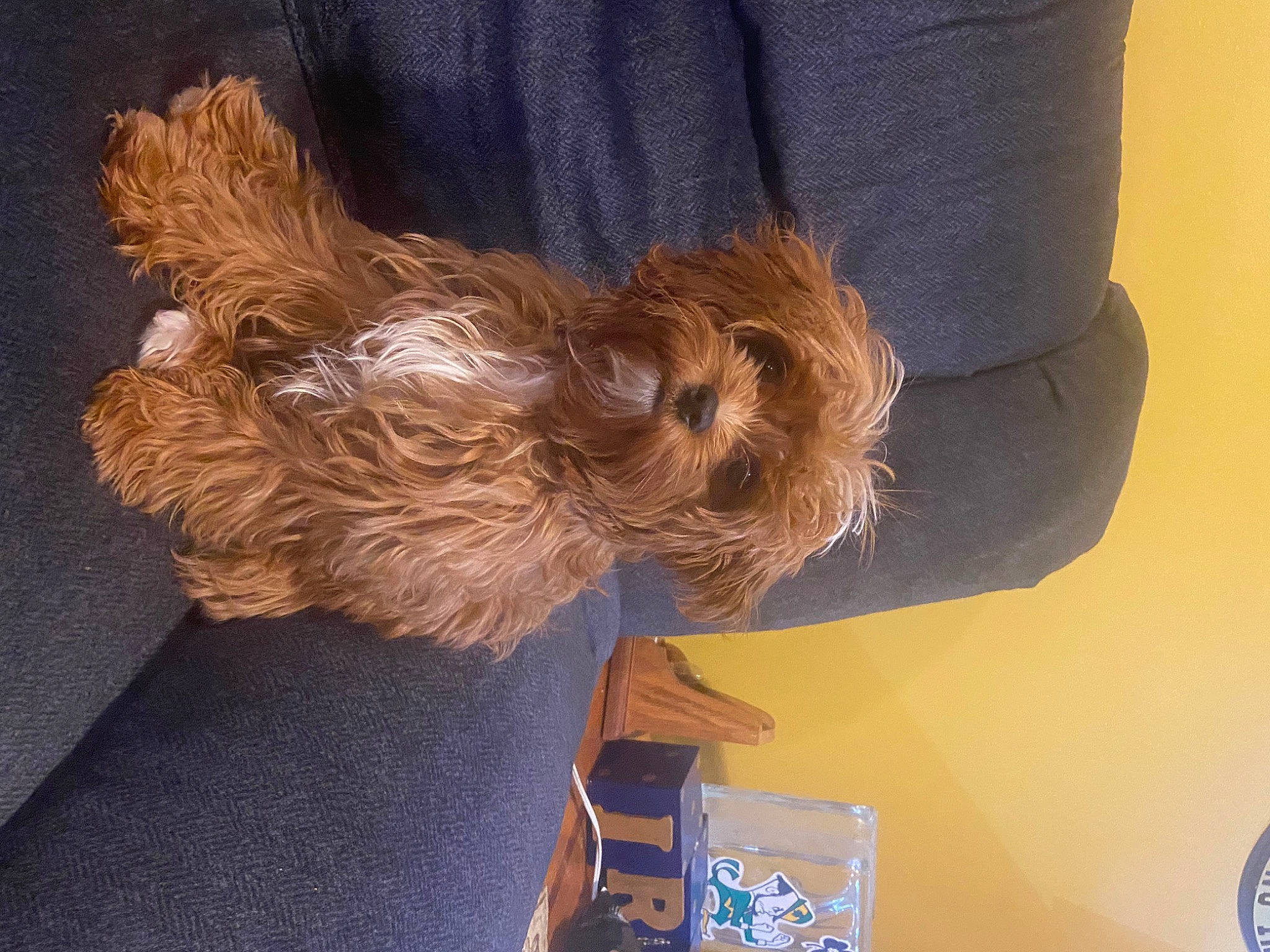 Chewbacca joined the competition — help win amazing prizes! canidae, carnivore, comfort, companion_dog, dog, dog_breed, dog_supply, fur, liver, small_terrier, sporting_group, tail, terrier, toy_dog, water_dog, wood