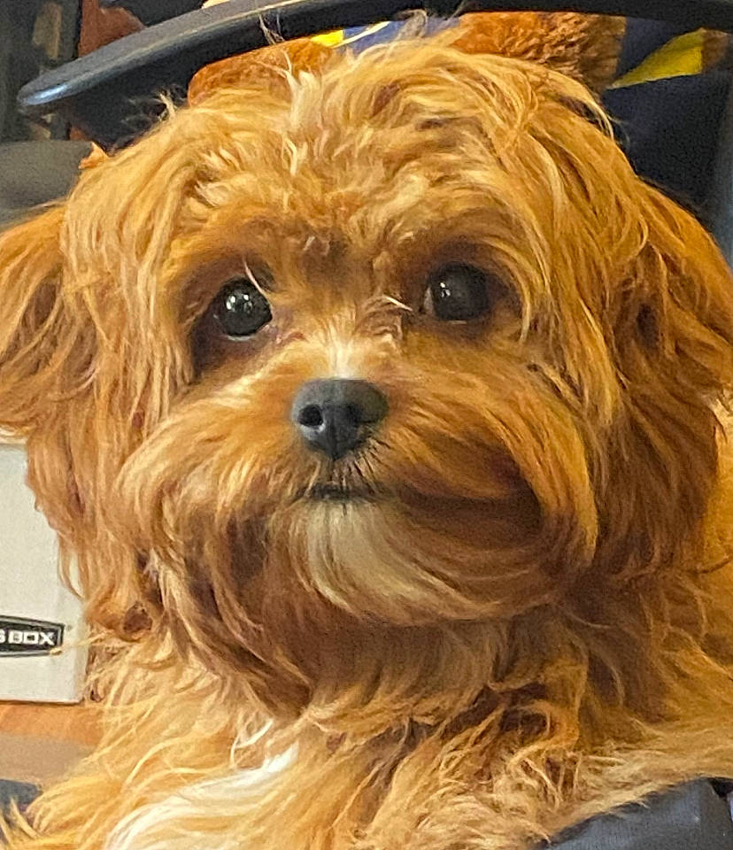 Chewbacca joined the competition — help win amazing prizes! canidae, carnivore, companion_dog, dog, dog_breed, firefighter, fur, liver, maltepoo, puppy, shih_poo, small_terrier, snout, sporting_group, terrier, toy_dog, wood, working_animal, yorkipoo