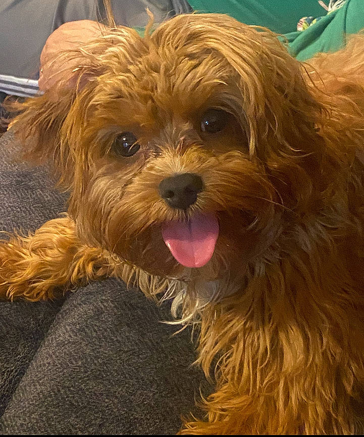 Chewbacca is registered to the contest to win money with this photo: biewer_terrier, canidae, carnivore, companion_dog, dog, dog_breed, fur, liver, maltepoo, puppy, small_terrier, snout, sporting_group, terrestrial_animal, terrier, toy_dog, water_dog, whiskers, working_animal, yorkipoo