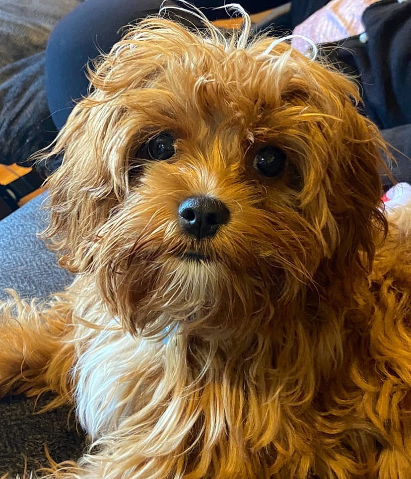 Chewbacca joined the competition — help win amazing prizes! canidae, carnivore, companion_dog, dog, dog_breed, firefighter, fur, liver, maltepoo, non_sporting_group, puppy, small_terrier, snout, sporting_group, terrier, toy_dog, working_animal, yorkipoo