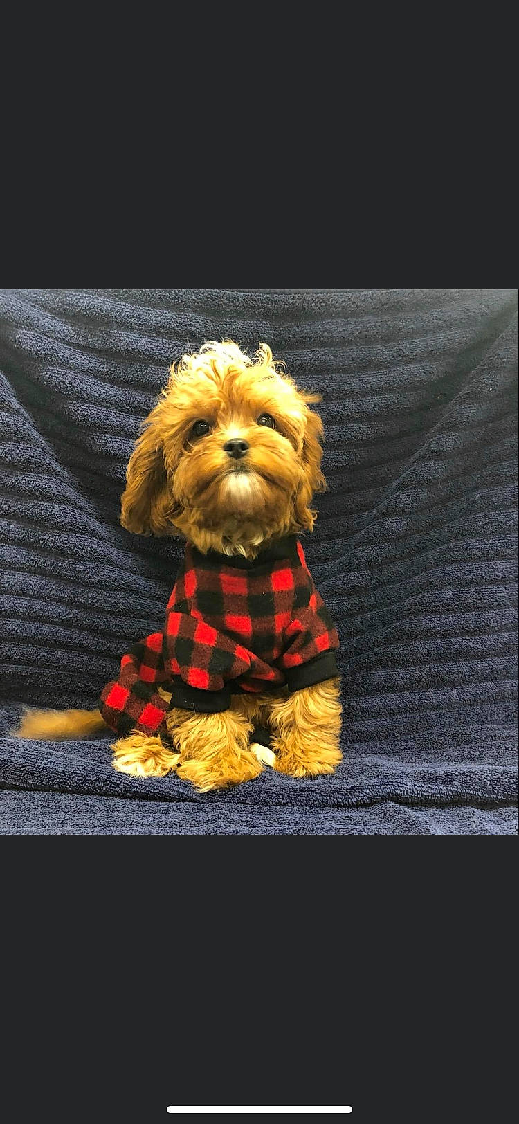 Chewbacca joined the competition — help win amazing prizes! carnivore, companion_dog, dog, dog_breed, dog_clothes, dog_collar, dog_supply, fawn, fur, liver, pattern, plaid, small_terrier, stuffed_toy, tartan, terrier, toy, toy_dog, wood, working_animal