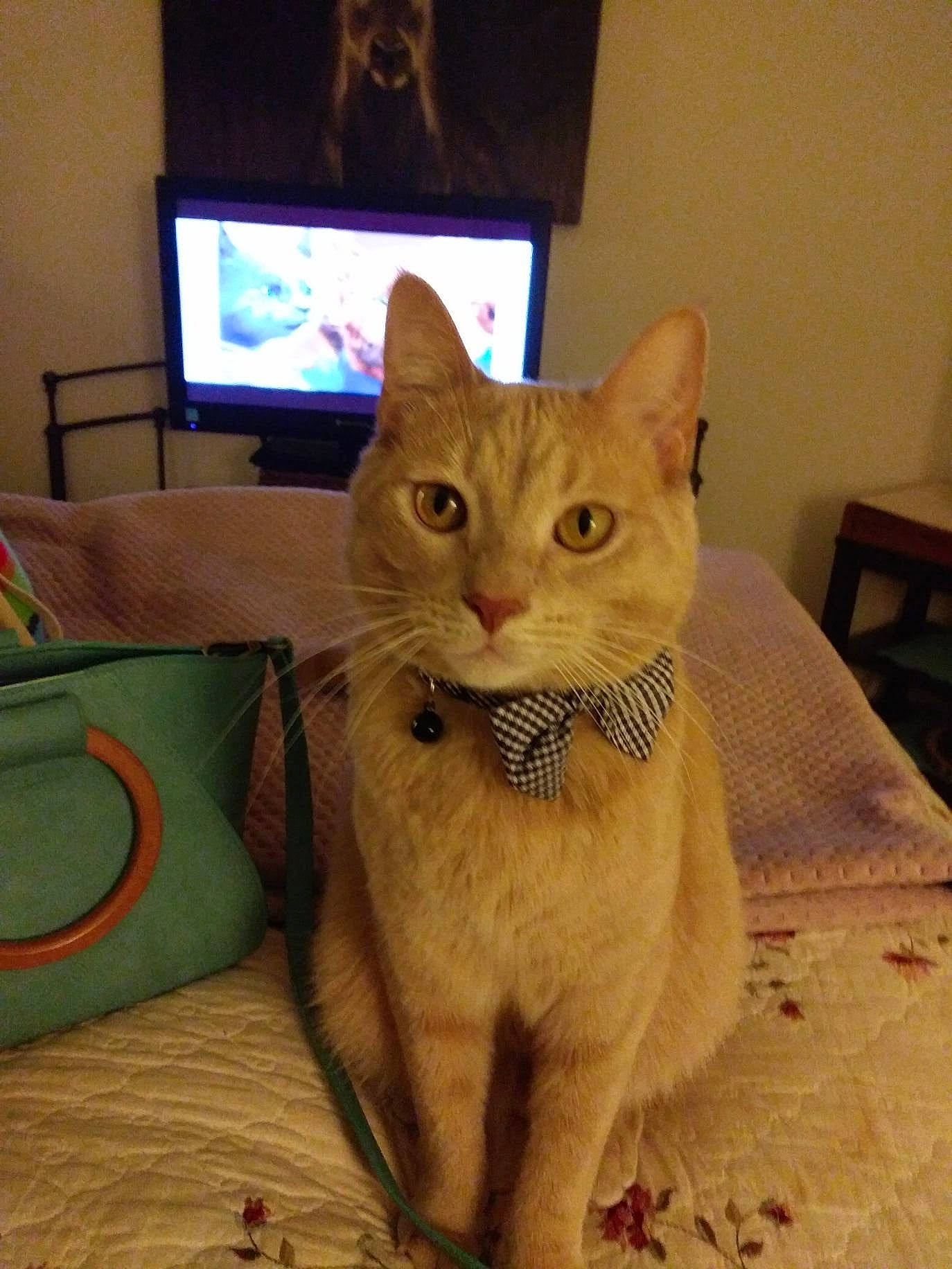 Cheetah is registered to the contest to win money with this photo: cable_television, carnivore, cat, cat_furniture, cat_supply, comfort, domestic_short_haired_cat, fawn, felidae, fur, led_backlit_lcd_display, paw, pet_supply, small_to_medium_sized_cats, snout, tail, television, television_set, whiskers, wood