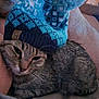 cat, tabby, knit_hat, blue_hat, pom_pom, sleepy, cozy, pet, animal, feline, whiskers, fur, resting, cute, domestic_animal, indoor, close_up, person_arm, warm, snuggling
