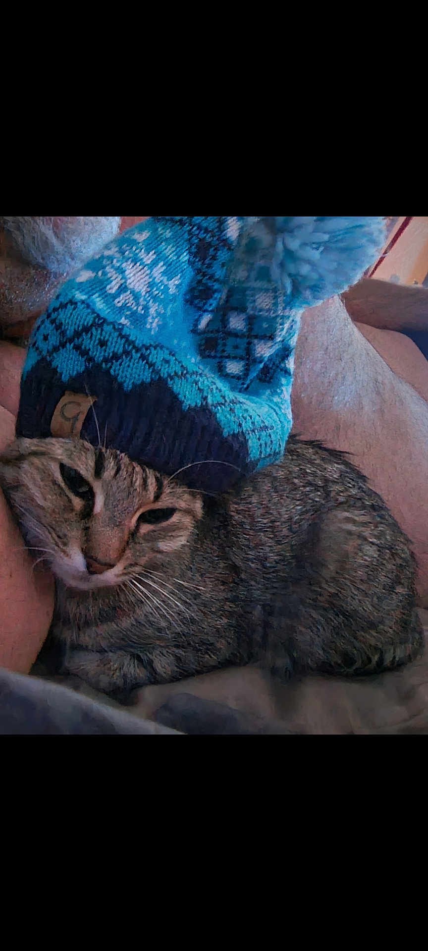 Teeny Tiny is registered to the contest to win money with this photo: cat, tabby, knit_hat, blue_hat, pom_pom, sleepy, cozy, pet, animal, feline, whiskers, fur, resting, cute, domestic_animal, indoor, close_up, person_arm, warm, snuggling