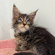 Orion is registered to the contest to win money with this photo: cat, kitten, long_hair, fluffy, brown, black, tabby, blue_eyes, ear_tufts, whiskers, animal, pet, portrait, sitting, indoors, pink_blanket, close_up, cute, furry, domestic_cat