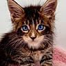 Orion is registered to the contest to win money with this photo: cat, kitten, tabby, fluffy, blue_eyes, whiskers, ears, fur, portrait, close_up, sitting, paws, pink_blanket, indoor, adorable, pet, animal, centered, front_facing, cute