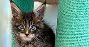Orion is registered to the contest to win money with this photo: kitten, cat, fluffy, long_hair, tabby, brown_fur, blue_eyes, whiskers, ears, animal, pet, portrait, sitting, scratching_post, cat_tree, indoor, close_up, cute, furry, playful