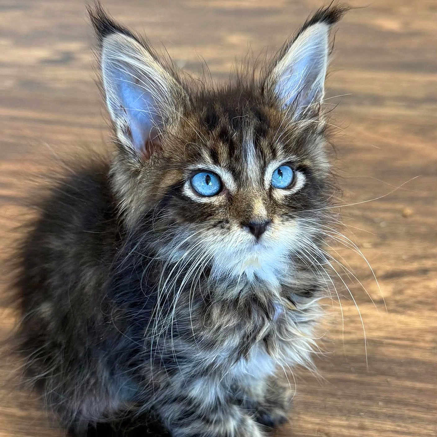 Orion is registered to the contest to win money with this photo: cat, kitten, long_haired, fluffy, blue_eyes, whiskers, ears, fur, tabby, gray, brown, pet, animal, portrait, close_up, sitting, indoor, wooden_floor, cute, curious