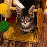 Orion is registered to the contest to win money with this photo: cat, kitten, tabby, animal, pet, blue_eyes, fluffy, fur, whiskers, sitting, looking_at_camera, wooden_structure, wood, yarn, toy, colorful, indoor, close_up, portrait, cute