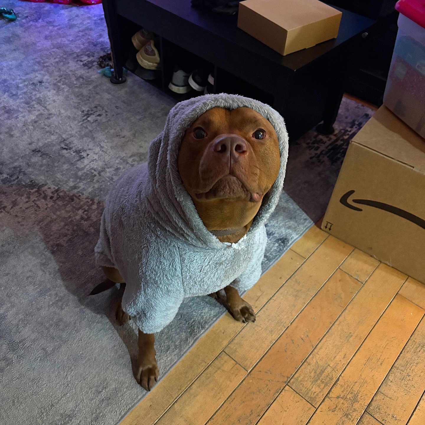 Charlie Brown Colton is registered to the contest to win money with this photo: animal, box, brown_dog, carpet, clothing, cozy, cute, dog, domestic, flooring, furniture, home, hoodie, indoor, looking_up, pet, shoes, sitting, table, wooden_floor