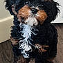 Gigi is registered to the contest to win money with this photo: puppy, dog, curly_fur, black_fur, brown_fur, white_fur, pet, indoor, wooden_floor, cute, adorable, sitting, young_dog, fluffy, small_dog, animal, companion, fur_texture, looking_up, domestic_animal