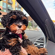 Gigi is registered to the contest to win money with this photo: puppy, dog, car, dashboard, fur, pet, animal, cute, black, brown, fluffy, pink_harness, window, blurred_background, cityscape, domestic_animal, young_dog, resting, indoors, travel
