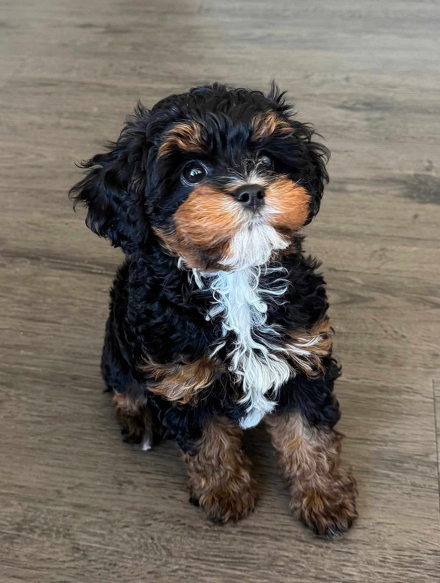 Gigi is registered to the contest to win money with this photo: puppy, dog, black, brown, white, curly_fur, sitting, floor, wooden_floor, pet, animal, cute, small_dog, indoor, looking_up, adorable, fluffy, young_dog, companion, domestic_animal