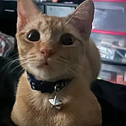 Misobee is registered to the contest to win money with this photo: cat, orange_tabby, collar, charm, pet, indoor, curious, wide_eyes, fur, whiskers, close_up, domestic_cat, animal, cute, portrait, feline, soft_light, household, blurred_background, companion