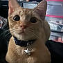 cat, orange_tabby, collar, charm, pet, indoor, curious, wide_eyes, fur, whiskers, close_up, domestic_cat, animal, cute, portrait, feline, soft_light, household, blurred_background, companion