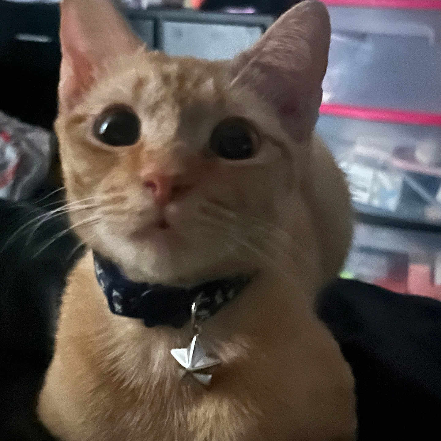 Misobee is registered to the contest to win money with this photo: animal, blurred_background, cat, charm, close_up, collar, companion, curious, cute, domestic_cat, feline, fur, household, indoor, orange_tabby, pet, portrait, soft_light, whiskers, wide_eyes