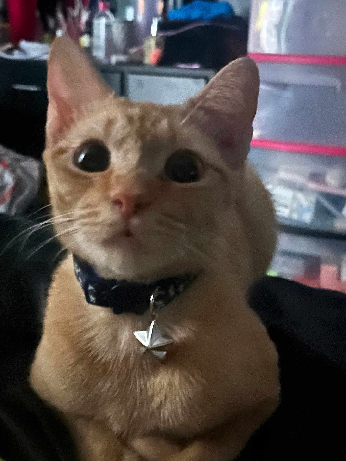 Misobee is registered to the contest to win money with this photo: cat, orange_tabby, collar, charm, pet, indoor, curious, wide_eyes, fur, whiskers, close_up, domestic_cat, animal, cute, portrait, feline, soft_light, household, blurred_background, companion