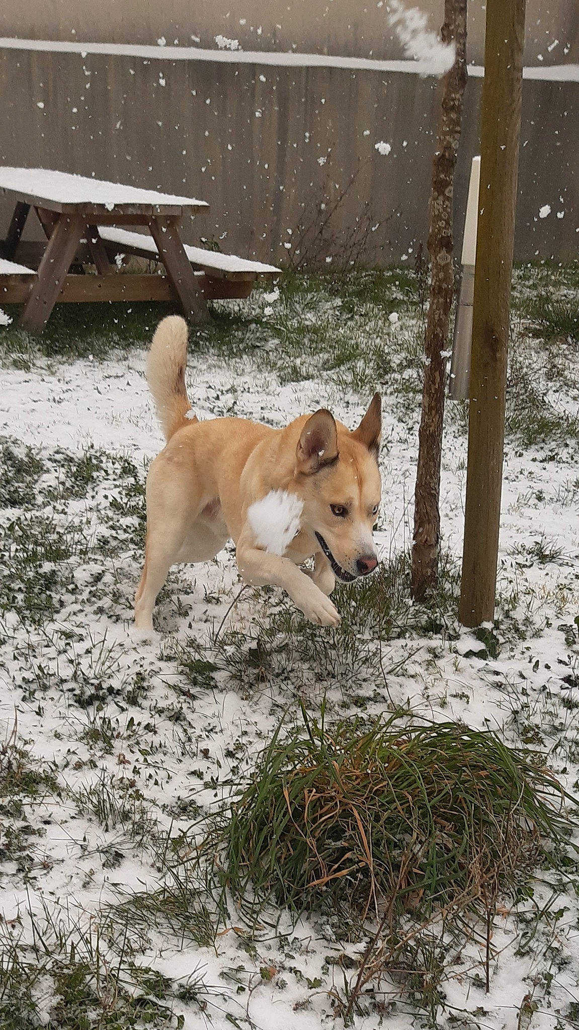 Falko participe au concours pour gagner de l'argent avec cette photo : ancient_dog_breeds, canis, cardigan_welsh_corgi, carnivore, companion_dog, dingo, dog, dog_breed, fawn, herding_dog, plant, portuguese_podengo, snow, spitz, street_dog, tail, thai_bangkaew_dog, wildlife, winter, working_dog