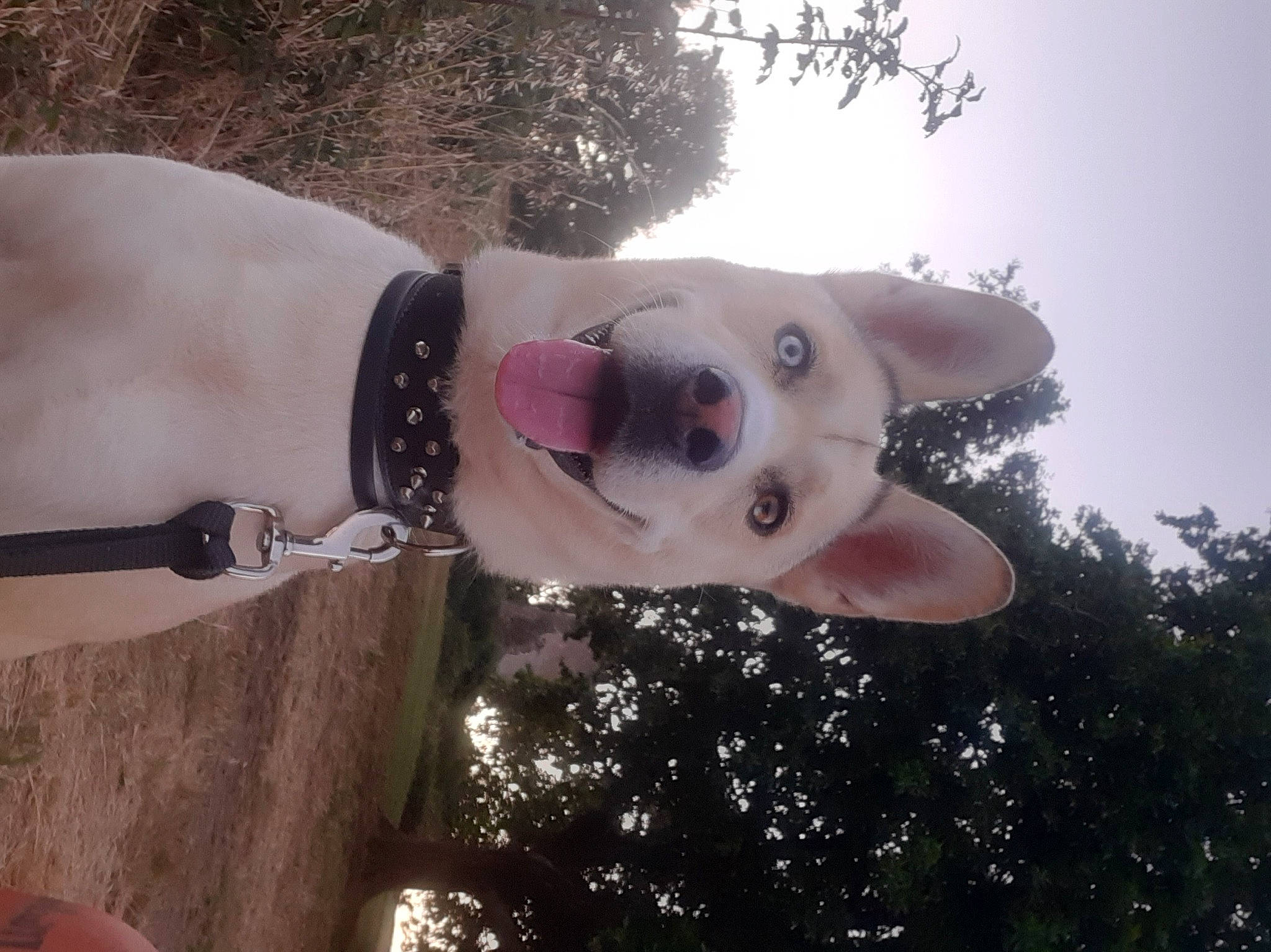 Falko participe au concours pour gagner de l'argent avec cette photo : carnivore, chest, companion_dog, dog, dog_breed, eyewear, fawn, finger, fun, fur, gesture, grass, hand, happy, sky, snout, sporting_group, tail, tree, trunk