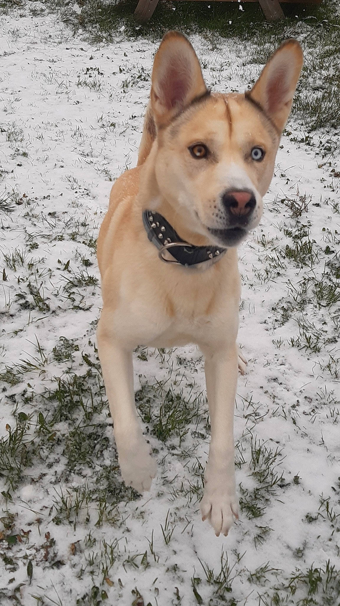 Falko participe au concours pour gagner de l'argent avec cette photo : ancient_dog_breeds, carnivore, collar, companion_dog, dog, dog_breed, dog_collar, fawn, freezing, hunting_dog, non_sporting_group, plant, snout, snow, sporting_group, tree, winter, working_animal, working_dog