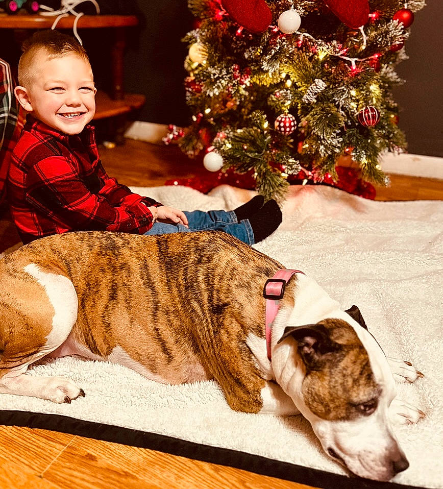 Axle joined the competition — help win amazing prizes! carnivore, christmas_decoration, christmas_ornament, christmas_tree, comfort, companion_dog, dog, dog_breed, event, fawn, felidae, happy, holiday_ornament, joy, lap, mammal, ornament, person, small_to_medium_sized_cats, smile