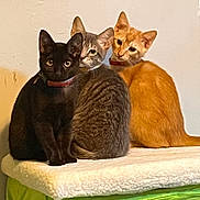 Bebés is registered to the contest to win money with this photo: cat, black_cat, gray_tabby_cat, ginger_cat, feline, pet, collar, indoor, curious, sitting, animal, three_animals, soft_blanket, cozy, close_together, looking_at_camera, domestic_cat, furry, whiskers, ears