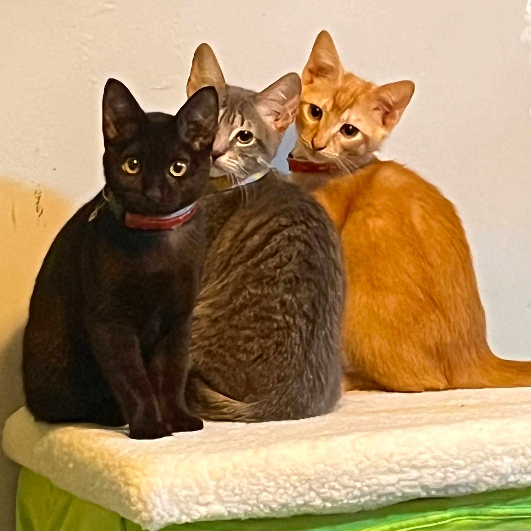 Bebés is registered to the contest to win money with this photo: cat, black_cat, gray_tabby_cat, ginger_cat, feline, pet, collar, indoor, curious, sitting, animal, three_animals, soft_blanket, cozy, close_together, looking_at_camera, domestic_cat, furry, whiskers, ears
