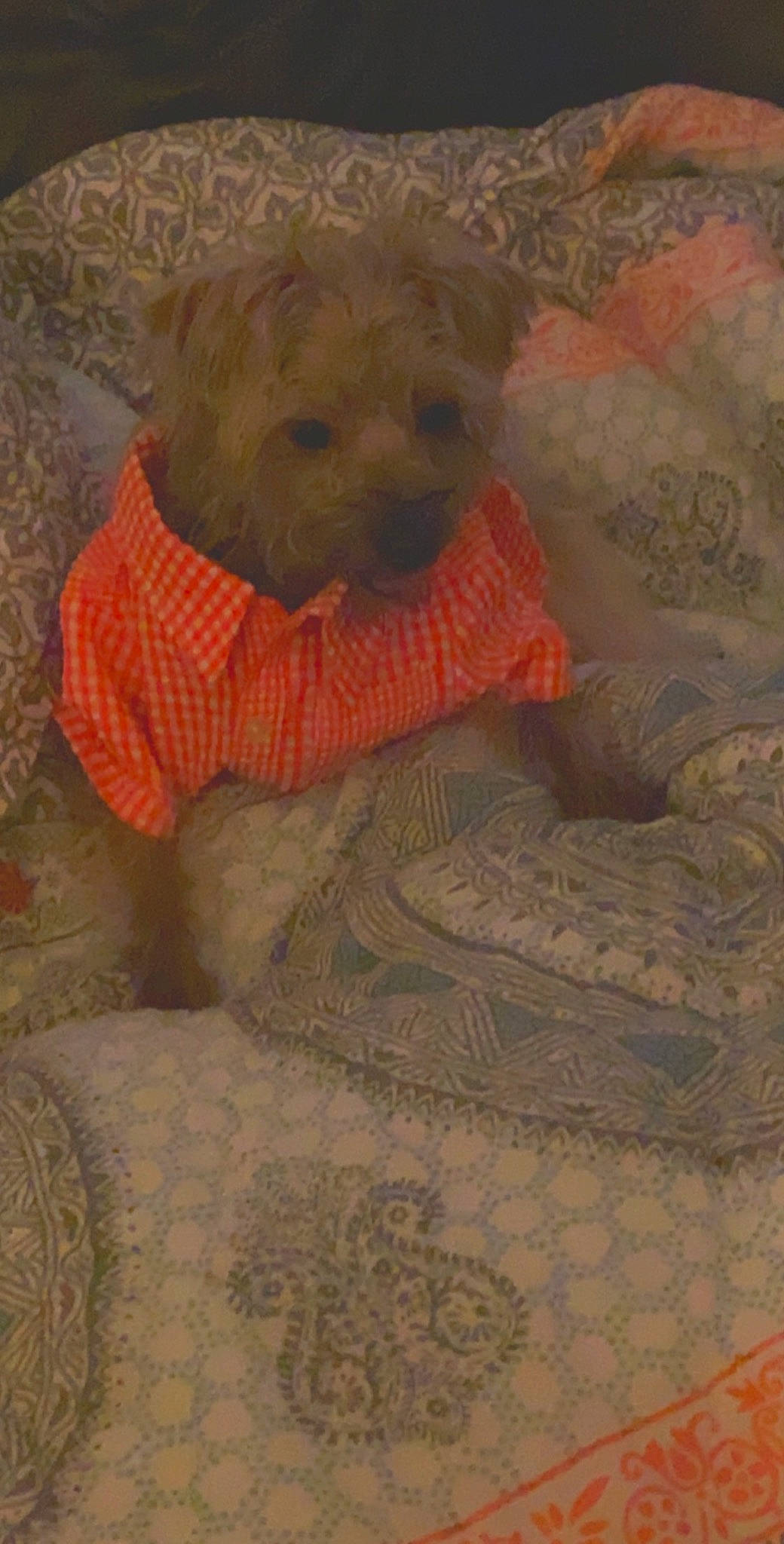 Puddles joined the competition — help win amazing prizes! canidae, carnivore, cockapoo, companion_dog, dog, dog_breed, goldendoodle, miniature_poodle, non_sporting_group, poodle_crossbreed, toy_poodle