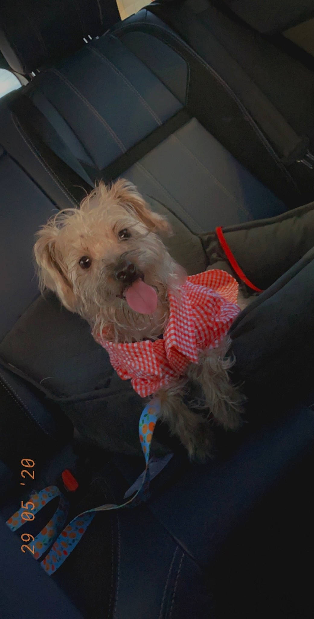 Puddles joined the competition — help win amazing prizes! canidae, carnivore, companion_dog, dog, dog_breed, irish_soft_coated_wheaten_terrier, morkie, non_sporting_group, poodle_crossbreed, puppy, schnoodle, sporting_group, sporting_lucas_terrier, terrier, toy_dog