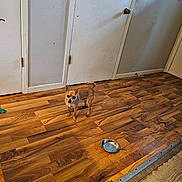 Kenny is registered to the contest to win money with this photo: alert_dog, animal, blue_bowl, brown_dog, chihuahua, dog, door, empty_bowl, flooring, home, indoor, metal_bowl, pet_bowls, pet_food, room, small_dog, standing_dog, wall, white_bowl, wooden_floor