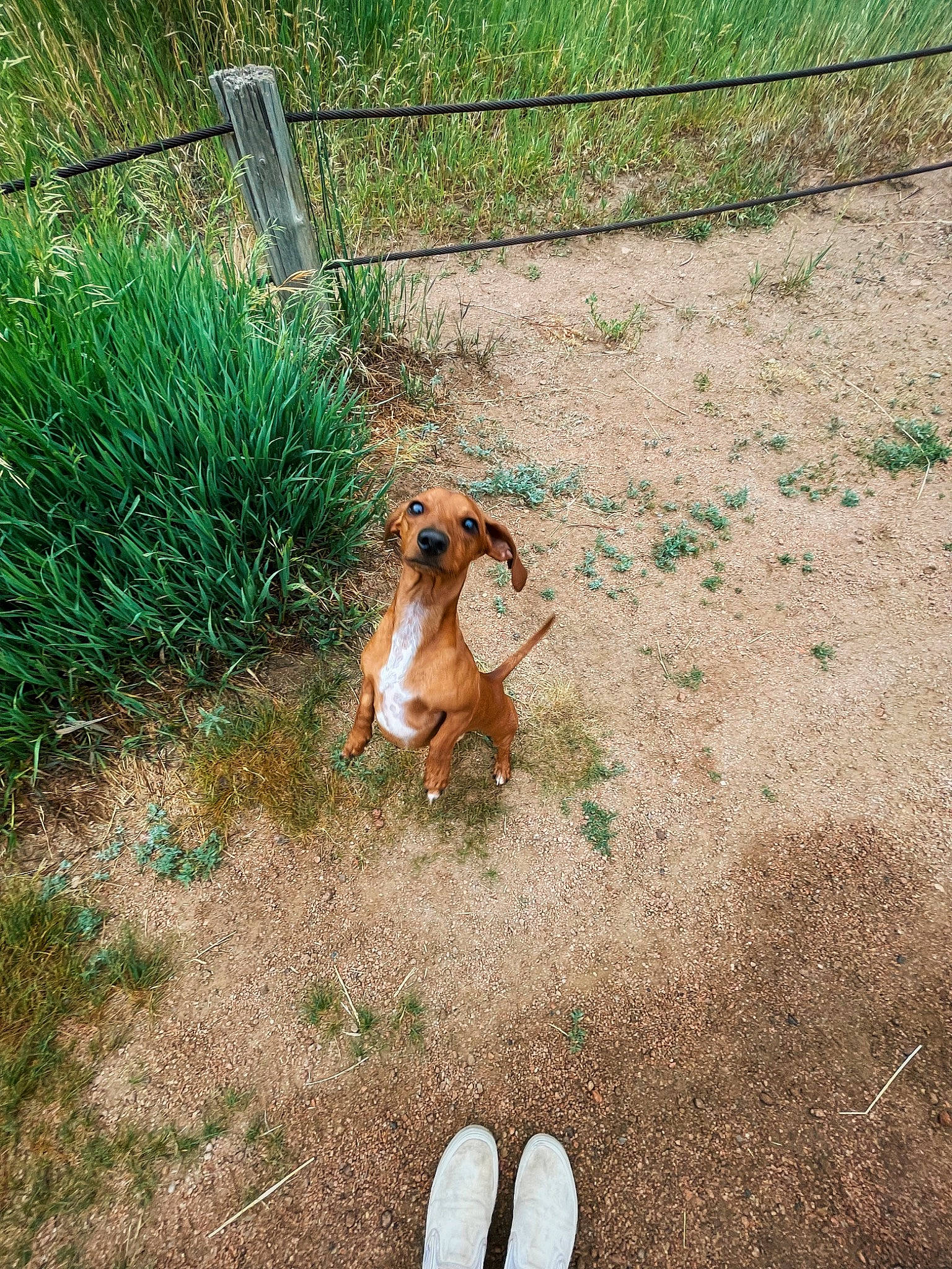 Willy joined the competition — help win amazing prizes! canidae, carnivore, companion_dog, dog, dog_breed, fawn, fence, foot, grass, groundcover, human_leg, landscape, people_in_nature, plant, soil, sporting_group, tail, terrestrial_animal, tree, working_animal