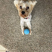 Lincoln is registered to the contest to win money with this photo: animal, carpet, collar, companion, cute, dog, domestic_animal, floor, fur, indoor, light_color, looking_up, paws, pet, playful, small_dog, tennis_ball, texture, toy, waiting