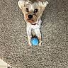 animal, carpet, collar, companion, cute, dog, domestic_animal, floor, fur, indoor, light_color, looking_up, paws, pet, playful, small_dog, tennis_ball, texture, toy, waiting