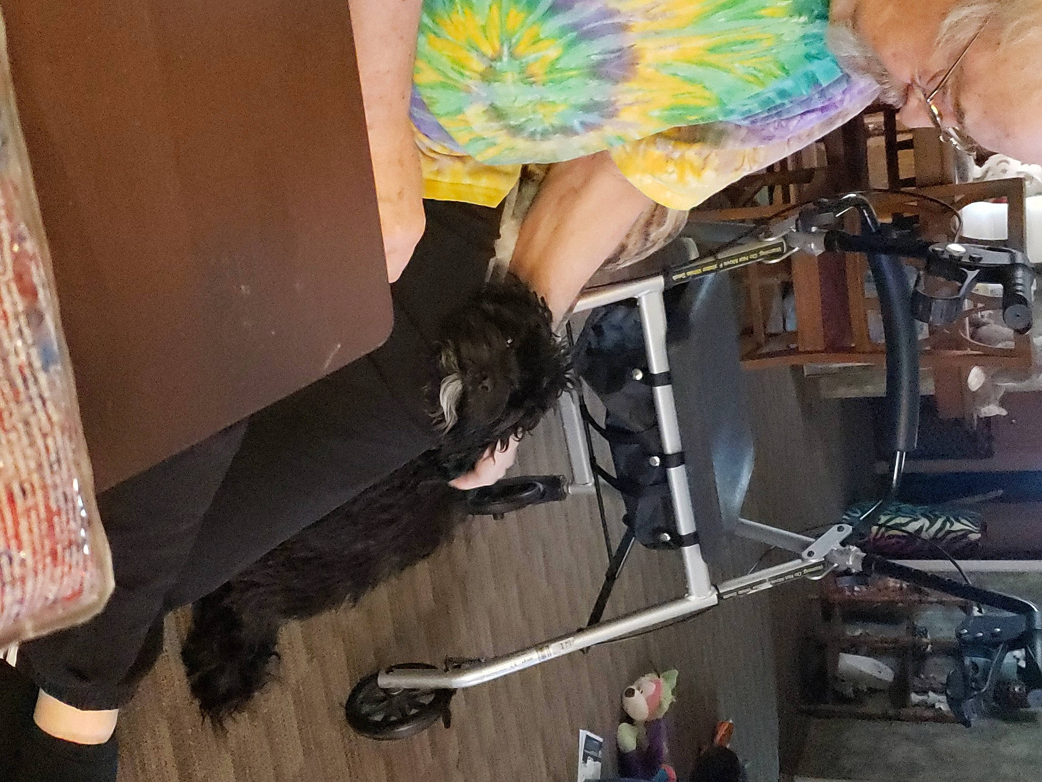 Maxwell is registered to the contest to win money with this photo: flesh, flooring, fun, fur, human_leg, machine, room, snapshot, tail, thigh, tree, visual_arts, wood