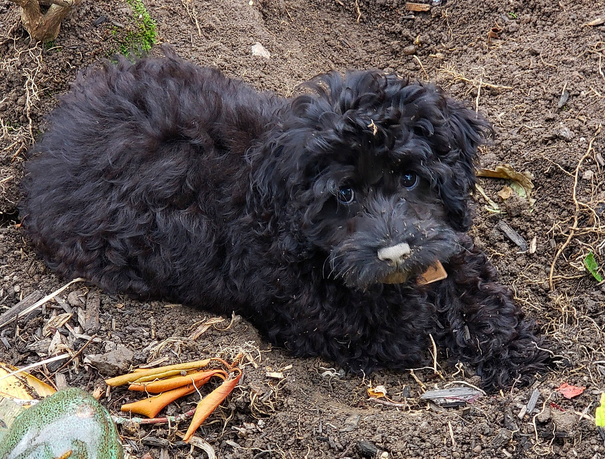 Maxwell joined the competition — help win amazing prizes! carnivore, companion_dog, dog, dog_breed, fur, grass, labradoodle, poodle, poodle_crossbreed, rock, small_terrier, snout, soil, sporting_group, terrestrial_animal, terrier, toy_dog, water_dog, working_animal