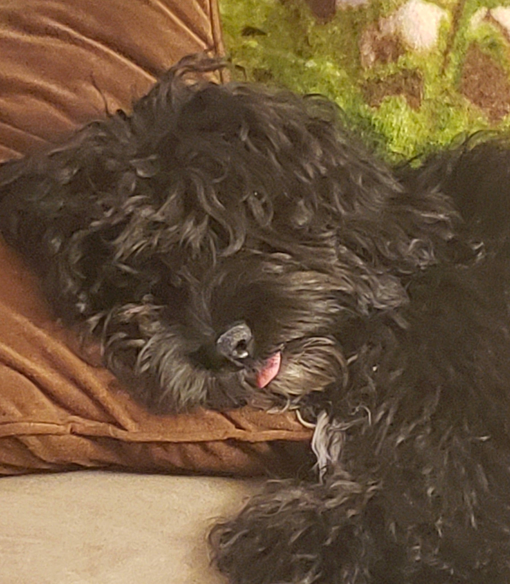 Maxwell is registered to the contest to win money with this photo: canidae, carnivore, companion_dog, dog, dog_breed, fur, hardwood, liver, natural_material, non_sporting_group, small_terrier, snout, sporting_group, terrestrial_animal, terrier, water_dog, wood, working_animal