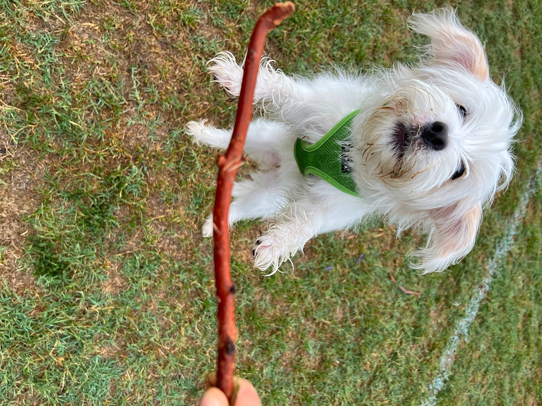 Prana is registered to the contest to win money with this photo: ball, canidae, carnivore, collar, companion_dog, dog, dog_breed, dog_collar, dog_supply, fawn, fur, grass, leash, plant, small_terrier, soil, sporting_group, terrier, toy, toy_dog