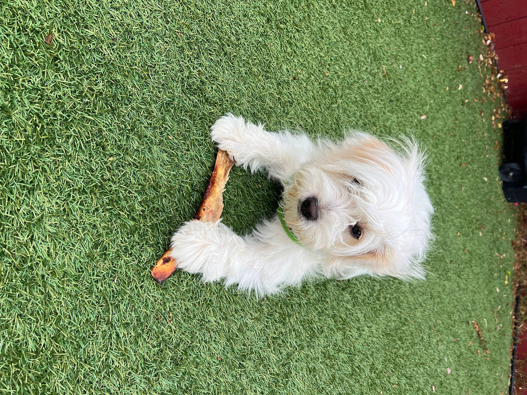 Prana is registered to the contest to win money with this photo: ball, canidae, carnivore, companion_dog, dog, dog_breed, dog_clothes, dog_collar, dog_supply, fawn, flooring, grass, lawn, leash, plant, sporting_group, tail, terrier, toy, toy_dog