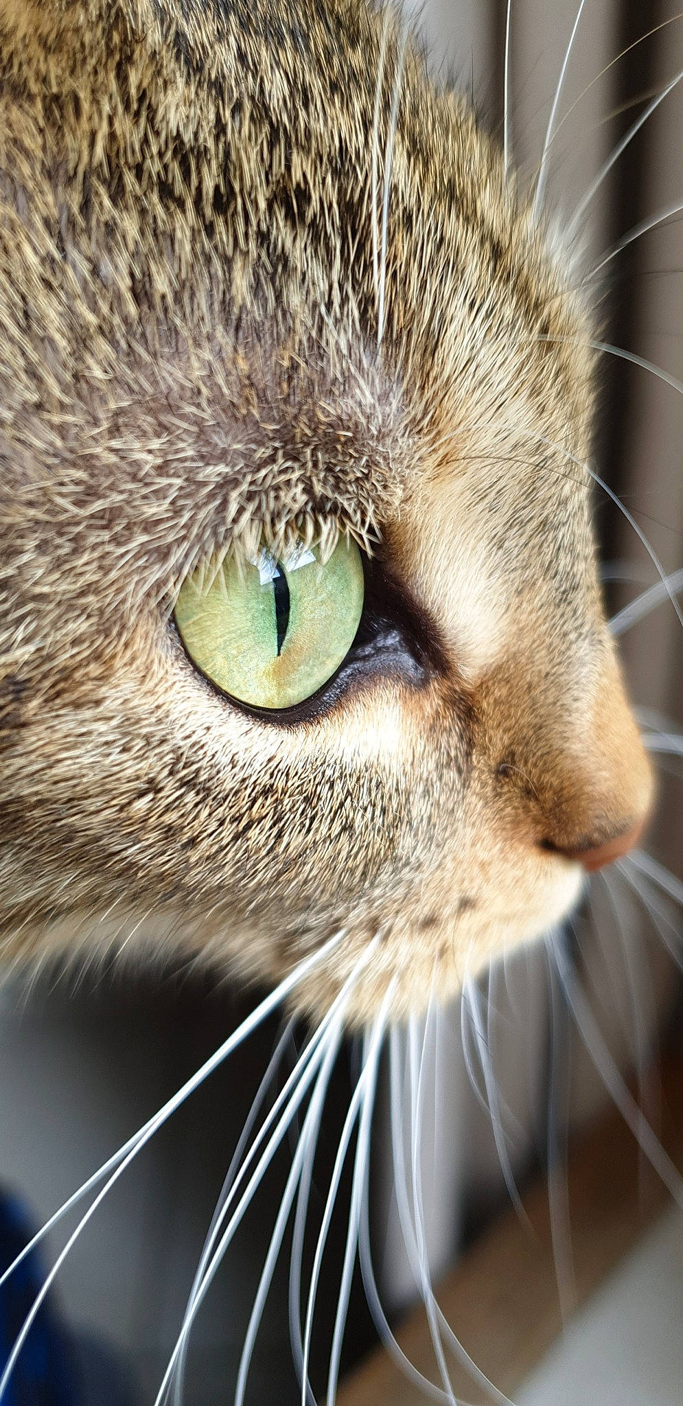 Biscotte a rejoint le concours — aidez-le/la à gagner de superbes lots ! aegean_cat, bengal, carnivore, cat, close_up, domestic_short_haired_cat, european_shorthair, eye, felidae, fur, grass, macro_photography, nose, organ, photography, small_to_medium_sized_cats, snout, tabby_cat, whiskers, wildlife