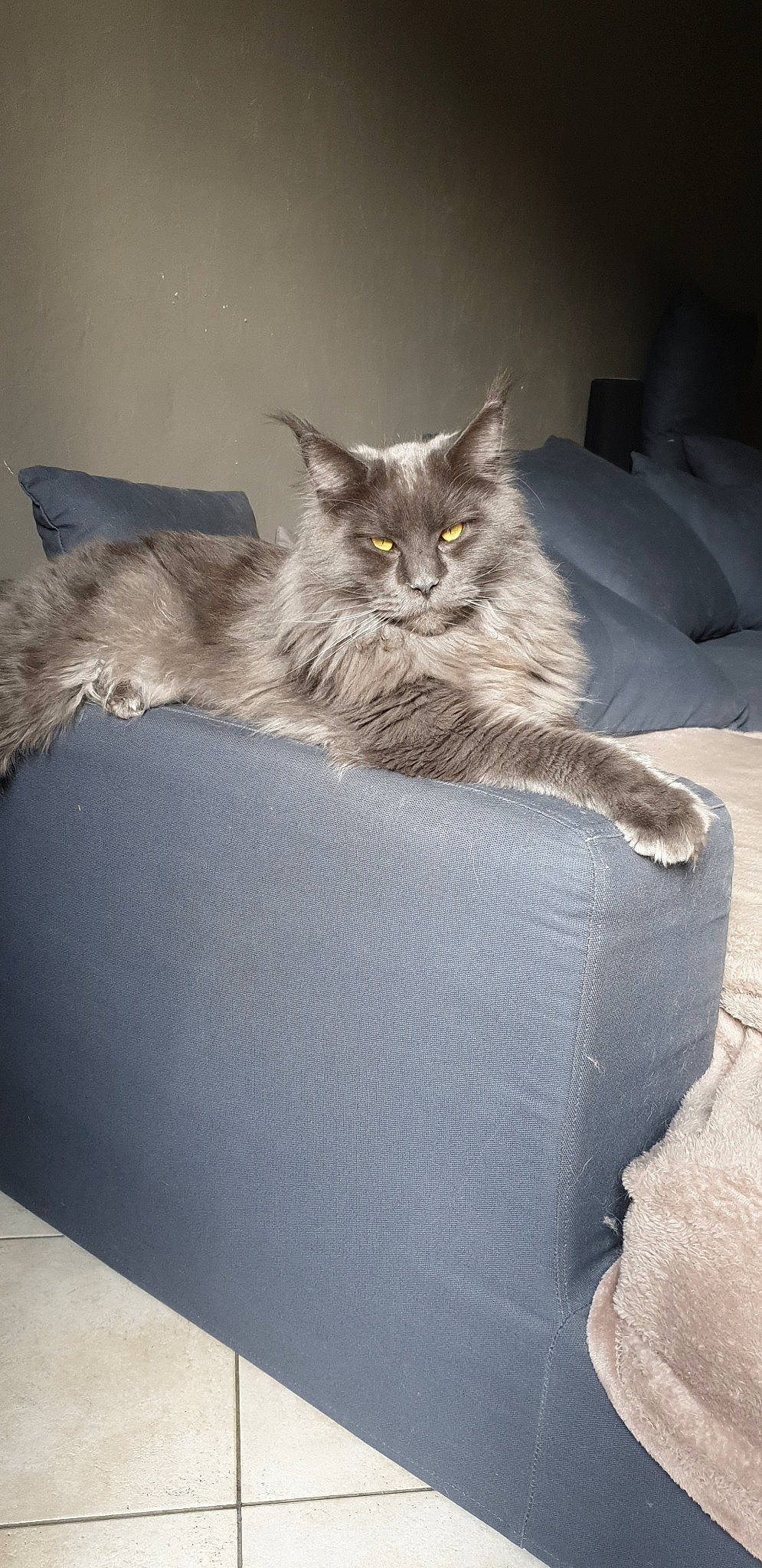 Obiwan participe au concours pour gagner de l'argent avec cette photo : asian_semi_longhair, british_longhair, british_semi_longhair, carnivore, cat, domestic_long_haired_cat, domestic_short_haired_cat, european_shorthair, fawn, felidae, kitten, maine_coon, mammal, nebelung, norwegian_forest_cat, persian, siberian, small_to_medium_sized_cats, vertebrate, whiskers