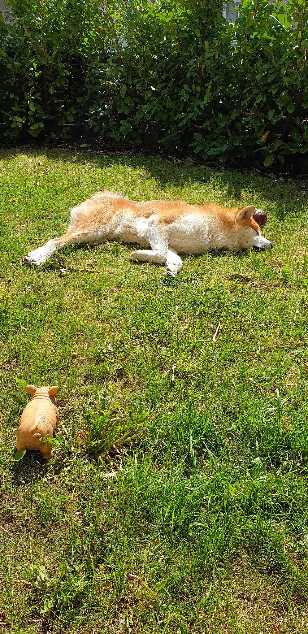 Hiro a rejoint le concours — aidez-le/la à gagner de superbes lots ! canidae, carnivore, companion_dog, dog, dog_breed, fawn, grass, mammal, pasture, pembroke_welsh_corgi, tail, welsh_corgi