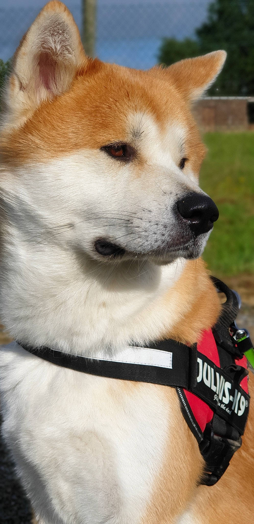 Hiro a rejoint le concours — aidez-le/la à gagner de superbes lots ! akita, akita_inu, ancient_dog_breeds, canaan_dog, canidae, carnivore, companion_dog, dog, dog_breed, hokkaido, korean_jindo_dog, mammal, non_sporting_group, norwegian_buhund, shiba_inu, shikoku, snout, sporting_group, vertebrate, working_dog